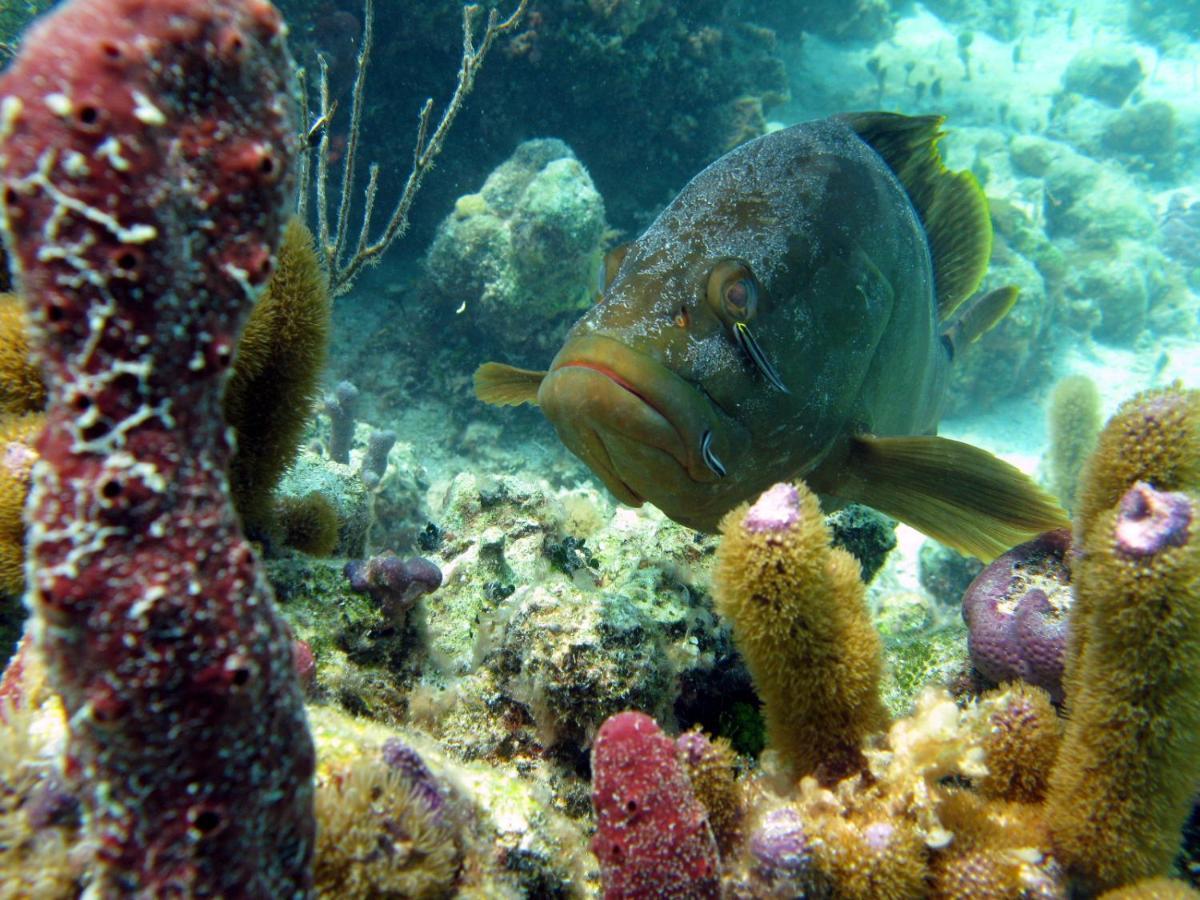 Bungalows At Windsong On The Reef The Bight Settlements Экстерьер фото